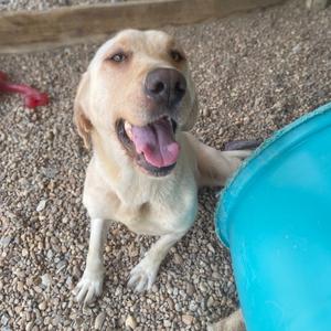 Cinderella, Retriever, Yellow Labrador, adult, available for adoption
