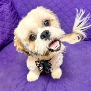 FINNEAS, Lhasa Apso, young, available for adoption