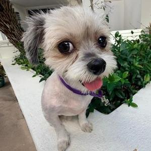 KOKO, Shih Tzu, young, available for adoption