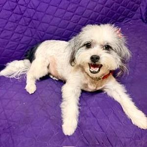 LAYNIE, Shih Tzu / Terrier, young, available for adoption
