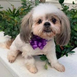 YAHTZEE, Shih Tzu, senior, available for adoption