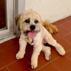 ZEKE, Lhasa Apso, adult, available for adoption