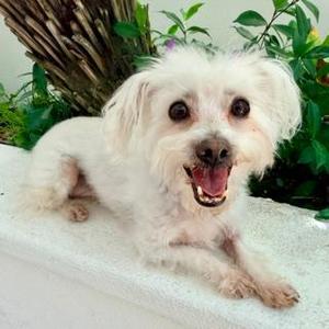 CHANTILLY, Maltese, adult, available for adoption