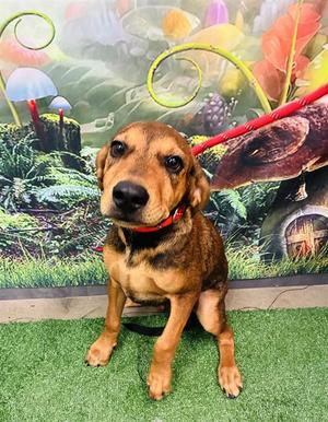 NED NEDERLANDER, Redbone Coonhound, young, available for adoption