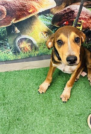 LUCKY DAY, Redbone Coonhound, young, available for adoption