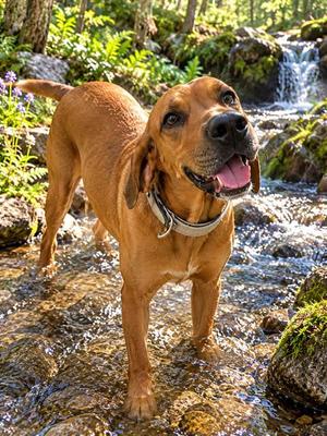 BO, English Coonhound, adult, available for adoption