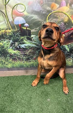 DUSTY BOTTOMS, Redbone Coonhound, young, available for adoption