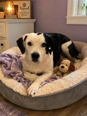 SHADOW, Dalmatian, young, available for adoption