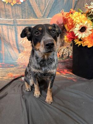 MUFFIN, Queensland Heeler, adult, available for adoption