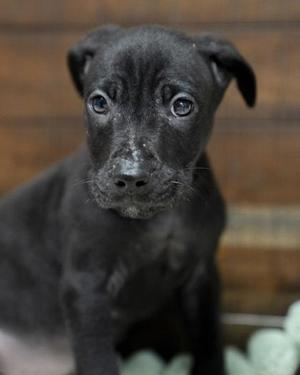 black puppy with big eyes