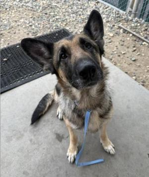 A German Shepherd dog sitting on a concrete surface, looking up with a curious expression. The dog has a black and tan coat, pointed ears, and a blue leash attached to its collar. The background shows a gravel area and a black mat.