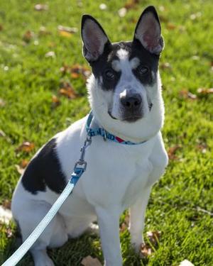Bella, Mixed Breed, young, available for adoption