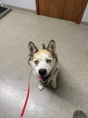A husky dog with blue eyes and a red leash, sitting on a gray floor.