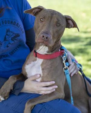 Fern, Pit Bull Terrier / Mixed Breed, adult, available for adoption