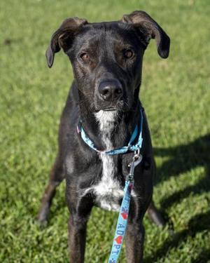 Luna, Labrador Retriever / Mixed Breed, adult, available for adoption