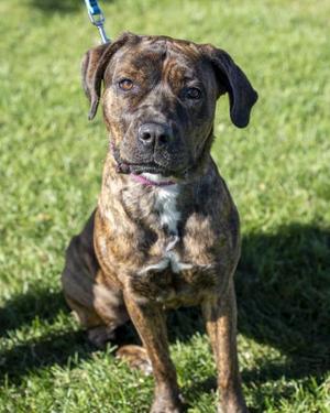 Medusa, Cane Corso, adult, available for adoption