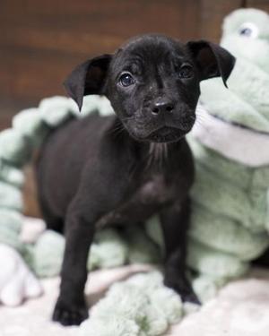 Austin, Pit Bull Terrier / Labrador Retriever, puppy, available for adoption