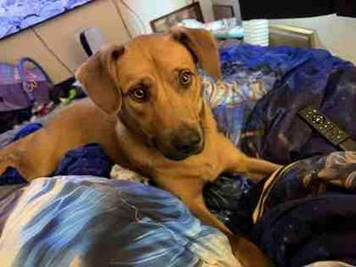 Winston, Labrador Retriever / Mixed Breed, adult, available for adoption