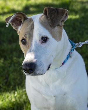 Murphy, Mixed Breed, adult, available for adoption