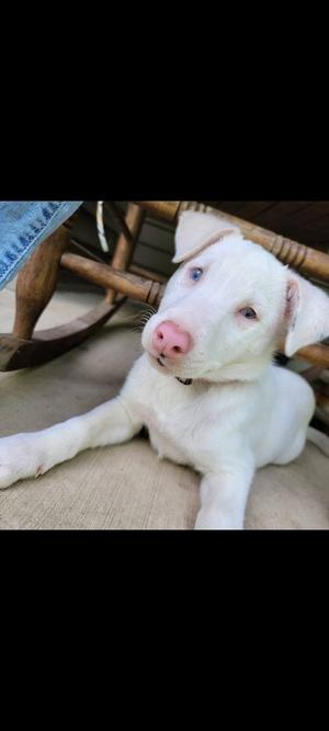 Secret, Australian Shepherd, puppy, available for adoption