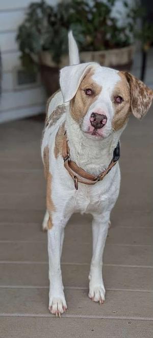 A brown and white dog with floppy ears standing on a wooden deck.