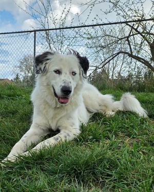 Baloo, Great Pyrenees, young, available for adoption