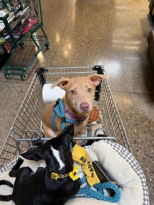 Honey, Terriers (Medium), puppy, available for adoption