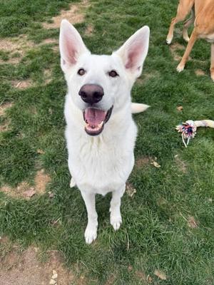 Artemis Storm, German Shepherd Dog / Husky, adult, available for adoption