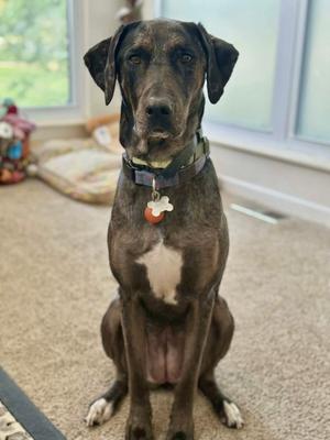 Aquarius, Catahoula Leopard Dog, adult, available for adoption