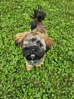 Huckleberry, Shih Tzu, puppy, available for adoption