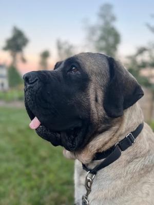Goosifer, Bullmastiff, adult, available for adoption