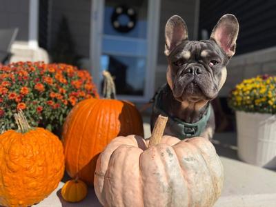 Prince Meatball, French Bulldog, puppy, available for adoption
