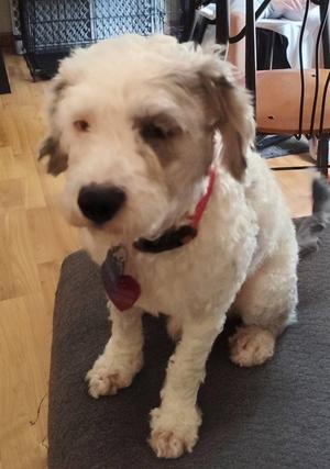 Zayden, Australian Shepherd / Miniature Poodle, young, available for adoption