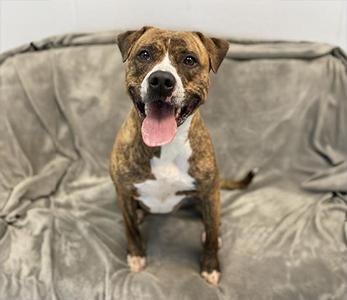 Katie, Boxer, adult, available for adoption