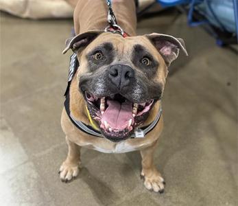 A happy dog with a brown and black face, wearing a harness, looking up with its mouth open and tongue out.