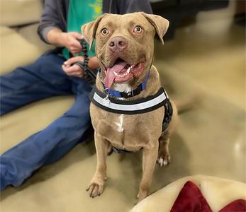 Brock, Terrier / Labrador Retriever, adult, available for adoption