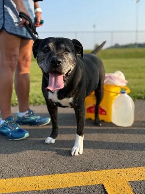 Ziggy, Terrier, senior, available for adoption