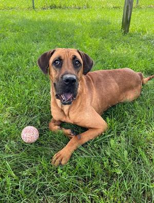 A brown dog lying on grass with a pink ball nearby