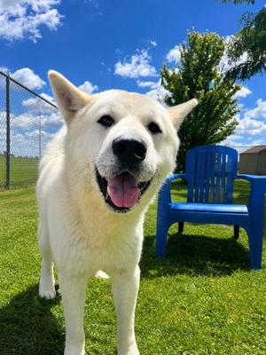 Milo, Jindo / Akita, adult, available for adoption