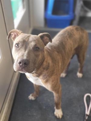 A brindle and white dog with soft, soulful eyes standing indoors, looking directly at the camera.