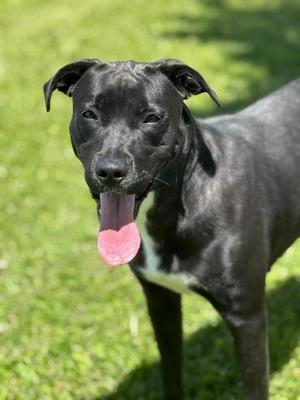 Santana, Black Labrador Retriever / Terrier, young, available for adoption