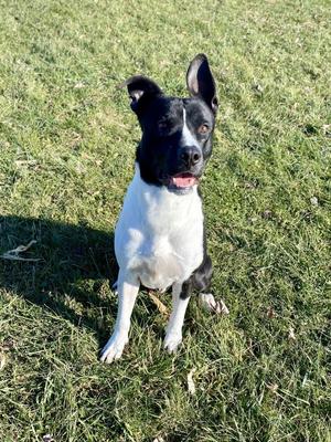 Buddy, Terrier, adult, available for adoption