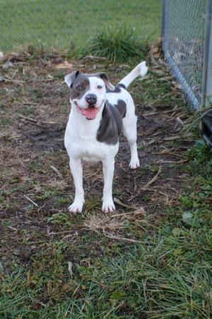 A happy gray and white American Pit Bull Terrier standing in a grassy area with a chain-link fence in the background.