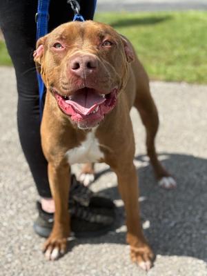 Tank, Terrier, young, available for adoption