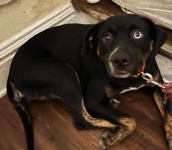 Sandy, German Shepherd Dog / Terrier, young, available for adoption