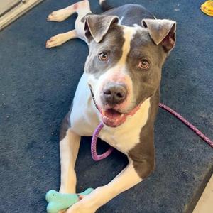 Panos, Sheep Dog / Terrier, adult, available for adoption