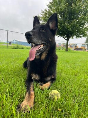 Rambo, German Shepherd Dog, senior, available for adoption
