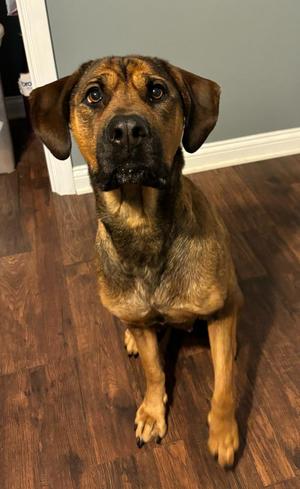 Sharon, Hound / Rottweiler, adult, available for adoption