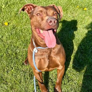 Morocco, Labrador Retriever / Terrier, adult, available for adoption