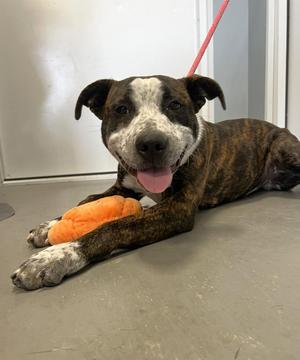 Rizzo, American Staffordshire Terrier, adult, available for adoption